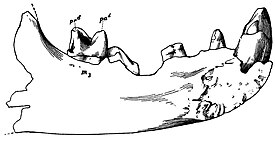 Часть нижней челюсти Metapterodon brachycephalus