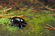 Nature photography includes images from both large and small subjects. Photo of a beetle using focal length of 60 mm and a shutter speed of 1/320 second. Metsasitikas.jpg