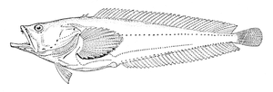 Miniatura para Porichthys