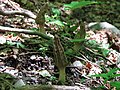 Morchella costata