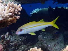 Un couple de rougets à nageoires jaunes (Mulloidichthys vanicolensis)