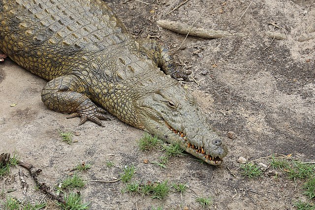 Нилски крокодил, један од три врсте крокодила који живе у Африци и друга највећа врста крокодила, после естуарског крокодила. Нилски крокодили живе у Африци јужно од Сахаре и на Мадагаскару. На лошем су гласу јер нападају људе. Иако као врсти не прети истребљење, популације у многим афричким државама су у опасности од нестајања
