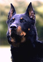 Beauceron noir-bordeau