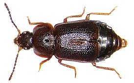 Olophrum fuscum