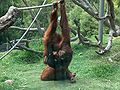 Orangutans-Siamang03