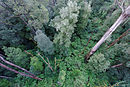 Otway Fly Treetop Walk 2010.jpg