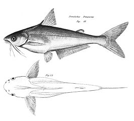 Pangasius pangasius