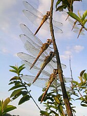 An aggregation of globe skimmers, Pantala flavescens, during migration PantalaFlavescensTalakaveri.jpg