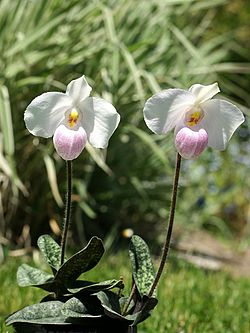 Paphiopedilum delenatii