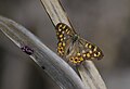 (19) Unidentified butterfly, Riserva Naturale Orientata Fiumefreddo, near Taormina, Siciliy