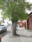 2 Very old pear trees on pavement. One near Ye Olde Thatch died. Other one at Pritchard's Bldg. These pear trees were planted in 1850 and 1860. Type of site: Tree