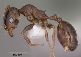 Pheidole ceres