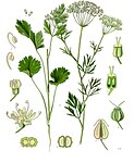 Pimpinella anisum — Анис обыкновенный