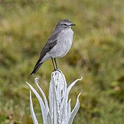 Plain-capped ground-tyrant (Muscisaxicola alpinus) on Senecio niveo-aureus Chingaza