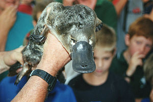 Platypus, shown by a zoologist near the Barwon...