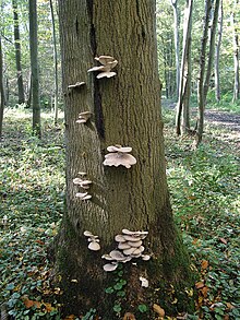 Oyster mushrooms on a tree Pleurotus ostreatus JPG6.jpg