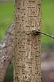 Mature bark of trunk, showing lenticels arranged in short, transverse, parallel lines