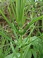 Polygonatum verticillatum (L.) All.