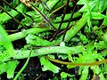 Polypodium formosanum