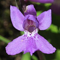 花の細部、唇弁の基部近くに薄紫色の斑点がある。
