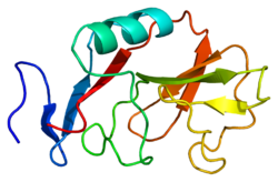 Protein KLRD1 PDB 1b6e.png