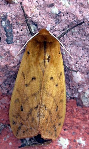 Isabella Tiger Moth, Pyrrharctia isabella, adu...