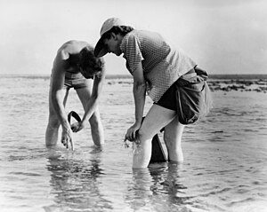 English: Rachel Carson Conducts Marine Biology...
