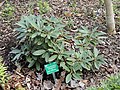 Miniatura para Rhododendron adenogynum