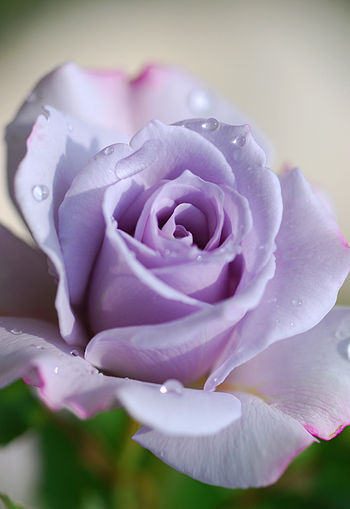Purple roses with drops of water