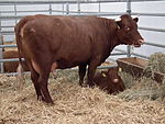 photo couleur d'une vache rouge sombre et son veau dans un box paillé. La vache porte de courtes cornes perpendiculaires au front. Sa silhouette est fine et la mamelle développée.