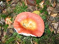 Russula Aurora JPG1. jpg