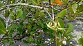 Saging-saging (Aegiceras corniculatum) na mahihiling sa Cagsao, Calabanga, Camarines Sur