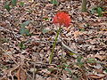 Scadoxus multiflorus