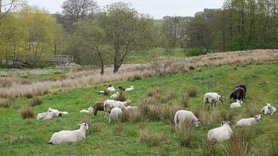 Marken hålls öppen med hjälp av betande får.
