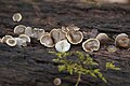 Simocybe centunculus, American Simocybe.jpg