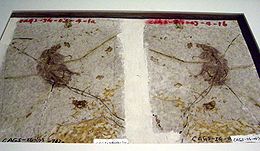 Sinodelphys szalayi fosszília a Hongkong-i Science Museum-ban