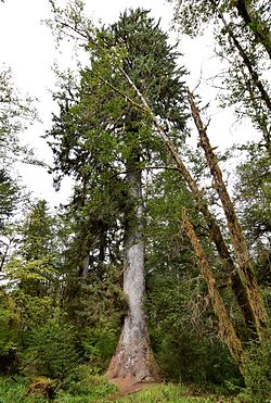 אשוחית סיטקה ביער הגשם הו (Hoh Rainforest) בפארק הלאומי אולימפיק