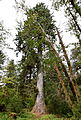 Sitkinė eglė auganti Olimpo nacionalinio parko Hoho drėgnajame miške