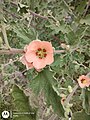 Sphaeralcea bonariensis