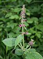 Wald-Ziest (Stachys sylvatica)