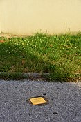 Stolperstein in Wiener Neustadt