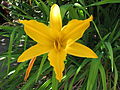 eine Hemerocallis in Südafrika (November 2008)