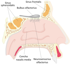 Diagram o'r trwyn