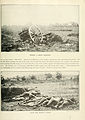 [Top]Dead horse at Trostle Farm[16][Bottom]Confederate Dead at the Rose Woods[17]