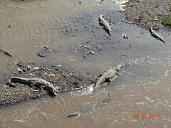 Les crocodiles du Rio Tárcoles