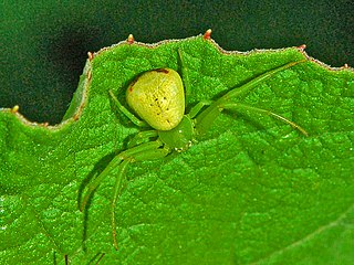 Ebrechtella tricuspidata