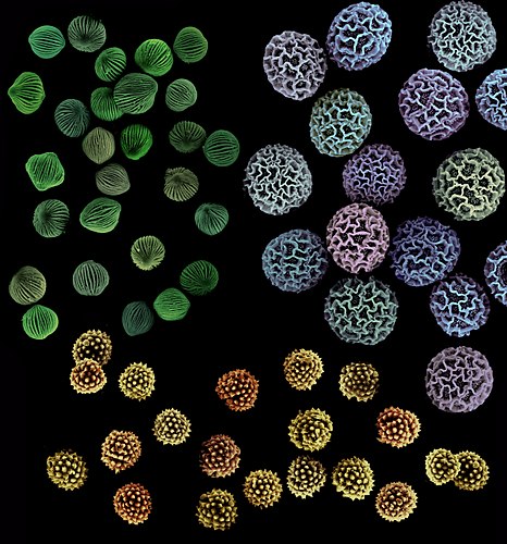 Three Species of Pollen Grains by Asja Radja. A scanning electron micrograph of false-colored Passiflora (passion vine), Spathiphyllum (peace lily), and Aster (daisy) pollen. The intraspecific pattern stability and interspecific pattern variation may be part of a broader class of biological patterns that result from first-order phase transitions on the surfaces of spherical cells.
