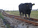 Hoof-powered stock number 0286 on the Tralee and Blennerville Steam Railway in 2006