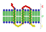 Miniatura para Proteína integral de membrana