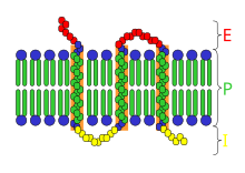 Transmembrane receptor: E=extracellular space; I=intracellular space; P=plasma membrane Transmembrane receptor.svg